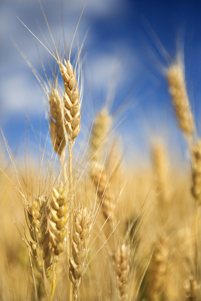 Wheat Growing --- Image by © Royalty-Free/Corbis